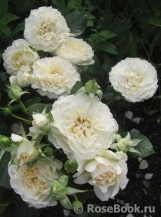 Lilian Baylis Lilian Baylis