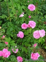 Gertrude Jekyll Gertrude Jekyll