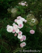 Morden Blush Morden Blush