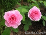 Gertrude Jekyll Gertrude Jekyll