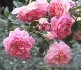 Jubilee Celebration® Jubilee Celebration®