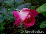 Rose Gaujard Rose Gaujard