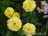 Friesia Friesia