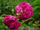 William Shakespeare 2000 William Shakespeare 2000
