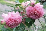 Jubilee Celebration® Jubilee Celebration®