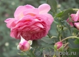 Jubilee Celebration® Jubilee Celebration®