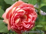Jubilee Celebration® Jubilee Celebration®