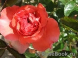 Pink Abundance Pink Abundance