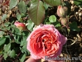 Amandine Chanel Amandine Chanel