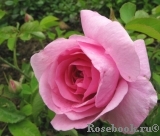 Gertrude Jekyll Gertrude Jekyll