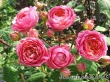 Amandine Chanel Amandine Chanel