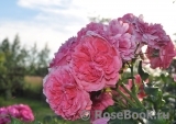 Rosarium Uetersen Rosarium Uetersen