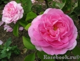 Gertrude Jekyll Gertrude Jekyll