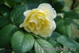 Topas Jewel Topas Jewel