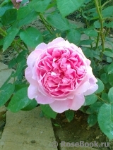 Mary Rose Mary Rose