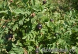 Rose spinosissima Rose spinosissima