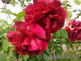 Crimson Glory Cl. Crimson Glory Cl.
