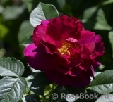 Adam's Rose Adam's Rose