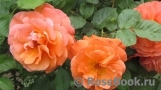 Westerland Westerland