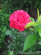Red Intuition Red Intuition