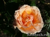 Fragrant Apricot Fragrant Apricot