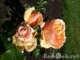 Fragrant Apricot Fragrant Apricot