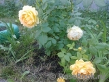 Golden Celebration® Golden Celebration®