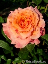Augusta Luise Augusta Luise
