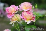 Rose des Cisterciens 