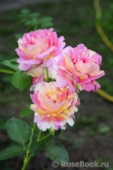 Rose des Cisterciens 