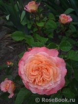 Augusta Luise Augusta Luise