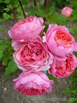 Amandine Chanel Amandine Chanel