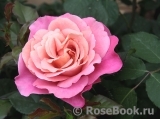 Belle Epoque Sunflor ® Belle Epoque Sunflor ®