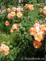 Westerland Westerland