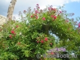 Excelsa Excelsa