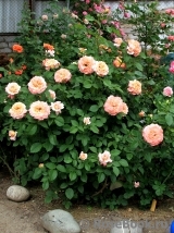Augusta Luise Augusta Luise