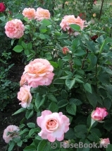Augusta Luise Augusta Luise