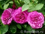 Heidi Klum Rose Heidi Klum Rose