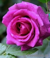 Parfum de Reve Parfum de Reve