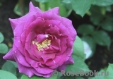 Parfum de Reve Parfum de Reve