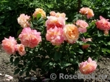 Augusta Luise Augusta Luise
