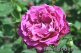 Scent of Woman ® Scent of Woman ®