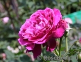 Scent of Woman ® Scent of Woman ®