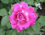 Scent of Woman ® Scent of Woman ®