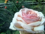 A Shropshire Lad A Shropshire Lad