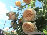 Crown Princess Margareta® Crown Princess Margareta®