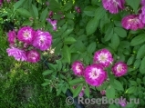 Perennial Blue Perennial Blue
