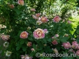 Rose des Cisterciens Rose des Cisterciens
