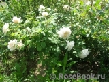 Crocus Rose® Crocus Rose®