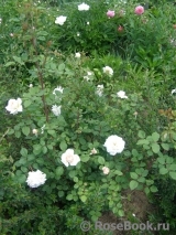 Crocus Rose® Crocus Rose®
